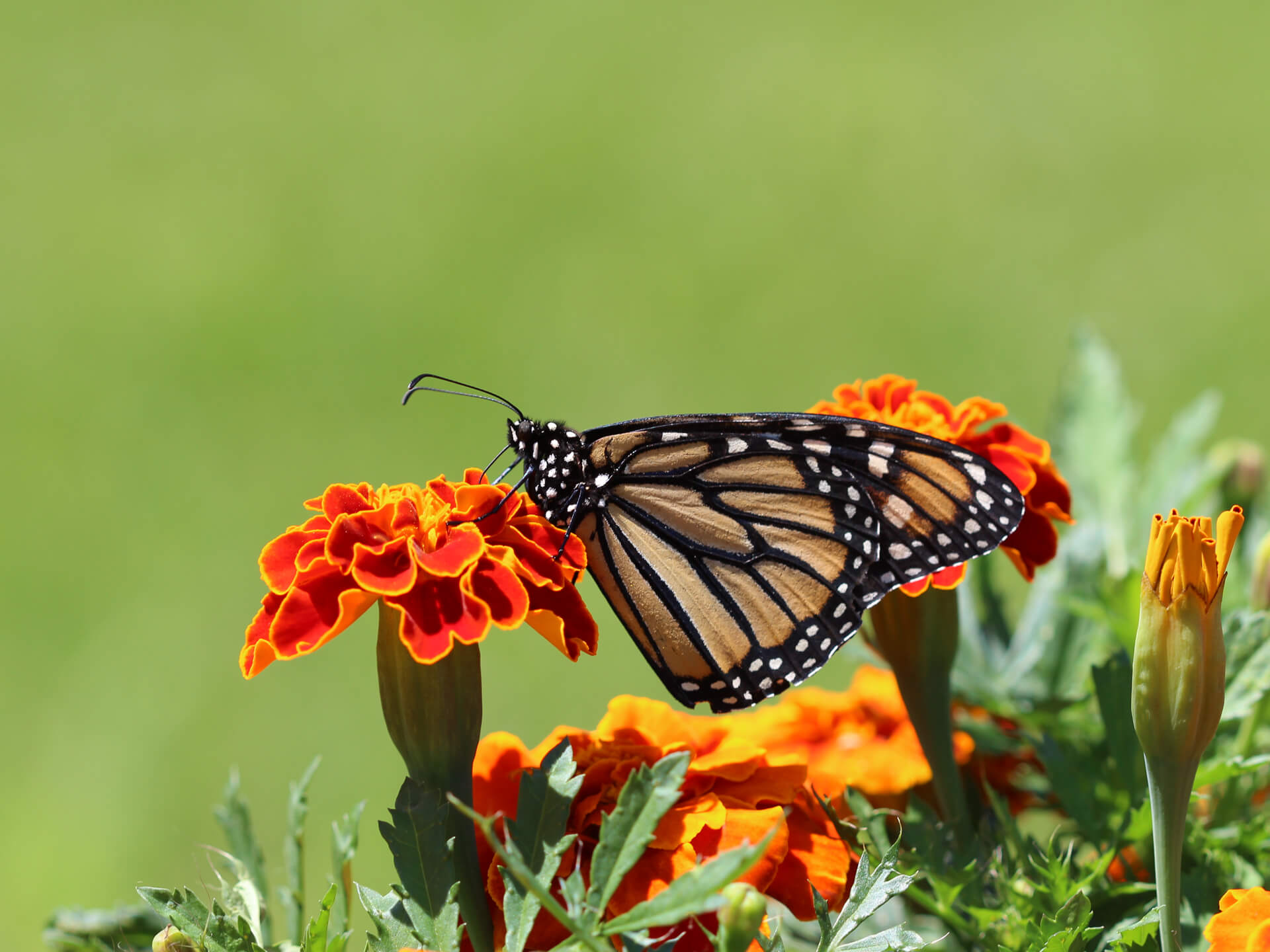 Фотография животных